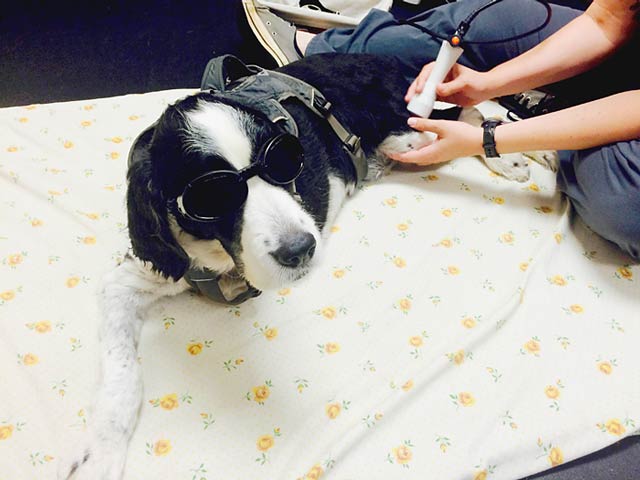 Cold Laser Treatment for Tripawd
