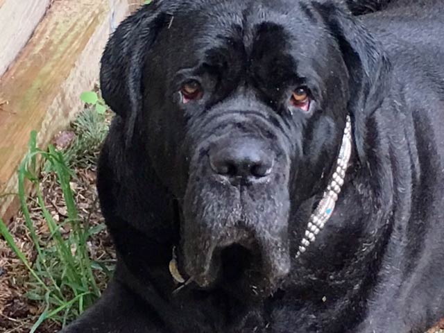 Neapolitan Mastiff Tripawd Louie