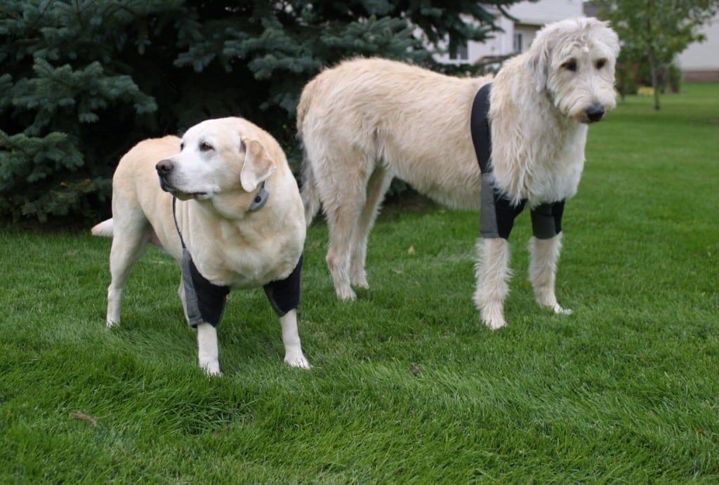 canine elbow pads