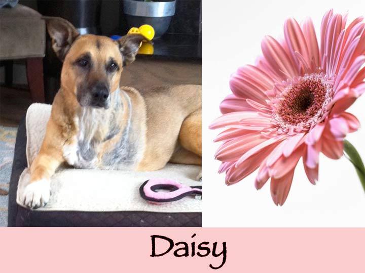 Daisy