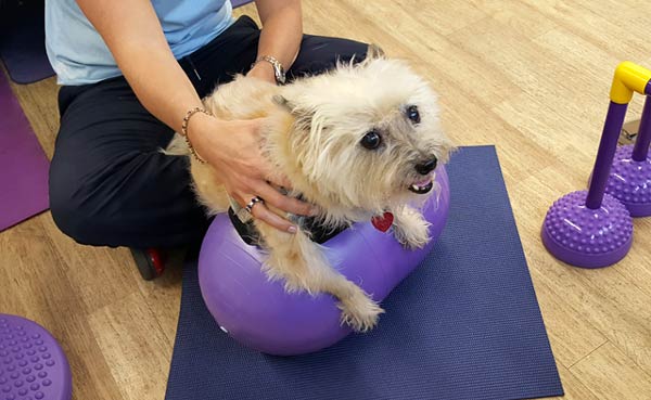 Canine Rehab for Tai