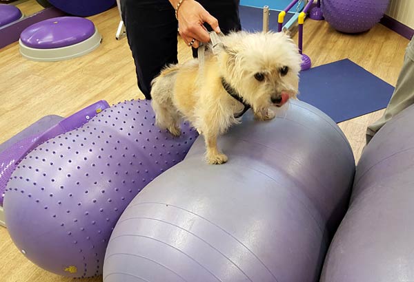 Canine Rehab for Tai