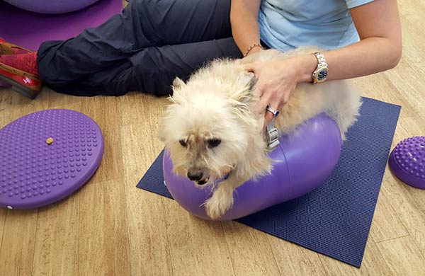 Canine Rehab for Tai