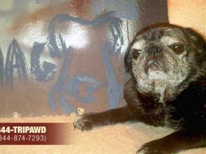 Tripawds Helpline Honors Tri-Pug Maggie Tri-Pug Maggie