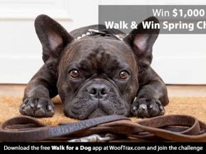 Walk and Win Spring Challenge to Help Tripawds! walk and win