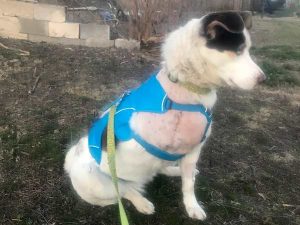 Tripawds Gear Fund Helps Ainsley Ainsley
