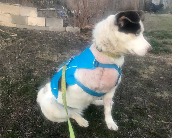 Tripawd approved dog harnesses