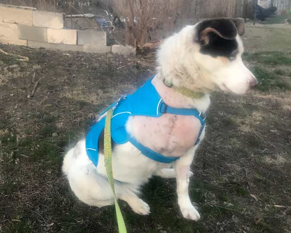 Harness for tripawd dog sale