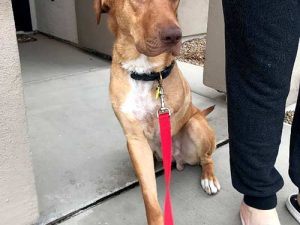Tripawd Rescue Bentley finds his Furever Home Bentley