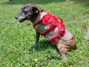 Smiley Gets Free Harness from Tripawds Foundation Smiley