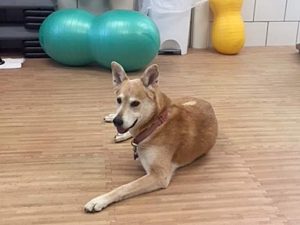 Free Rehab For Zoey, Thanks to Tripawds Zoey
