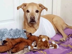 Tripawds ASAP Fund Helps Dino Dino