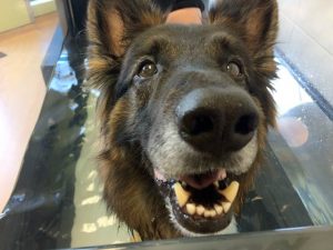 Free K9 Rehab Consultation for Kaiserin Kaiserin