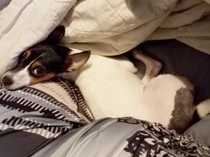Tripawds ASAP Fund Helps Eve and Her People Eve