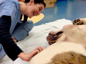 Free Rehab Helps Tripawd Saint Thurston Thurston