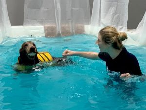Free Canine Rehab for Paddington Paddington Rehab Swim