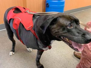 Tripawds Gear Fund Gives Free Harness for Diesel Diesel
