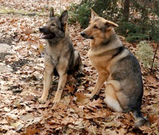 Smokey and Abby