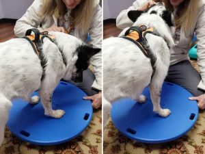 Free Canine Rehab Consultation for Piper piper rehab