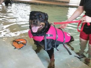 Dock Diving Dog Ruger Benefits from Free Tripawd Rehab and Hydrotherapy Ruger