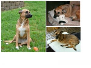 With Gratitude and Love Tripawd Angel Daisy Duke