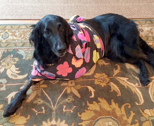 Three Legged Flat Coated Retriever