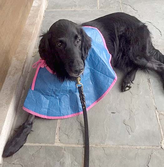 Three Legged Flat Coated Retriever