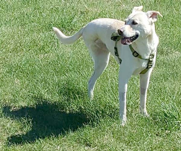 Three Legged Lab Mix Hazel