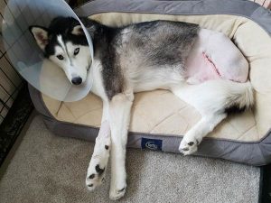 Tripawds Foundation ASAP Fund Helps Rocky and His People tripawd husky rocky