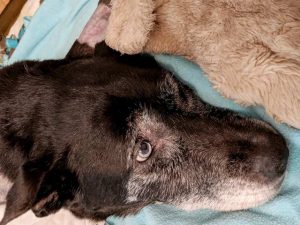 Free Rehab for Senior Tripawd Regan Regan
