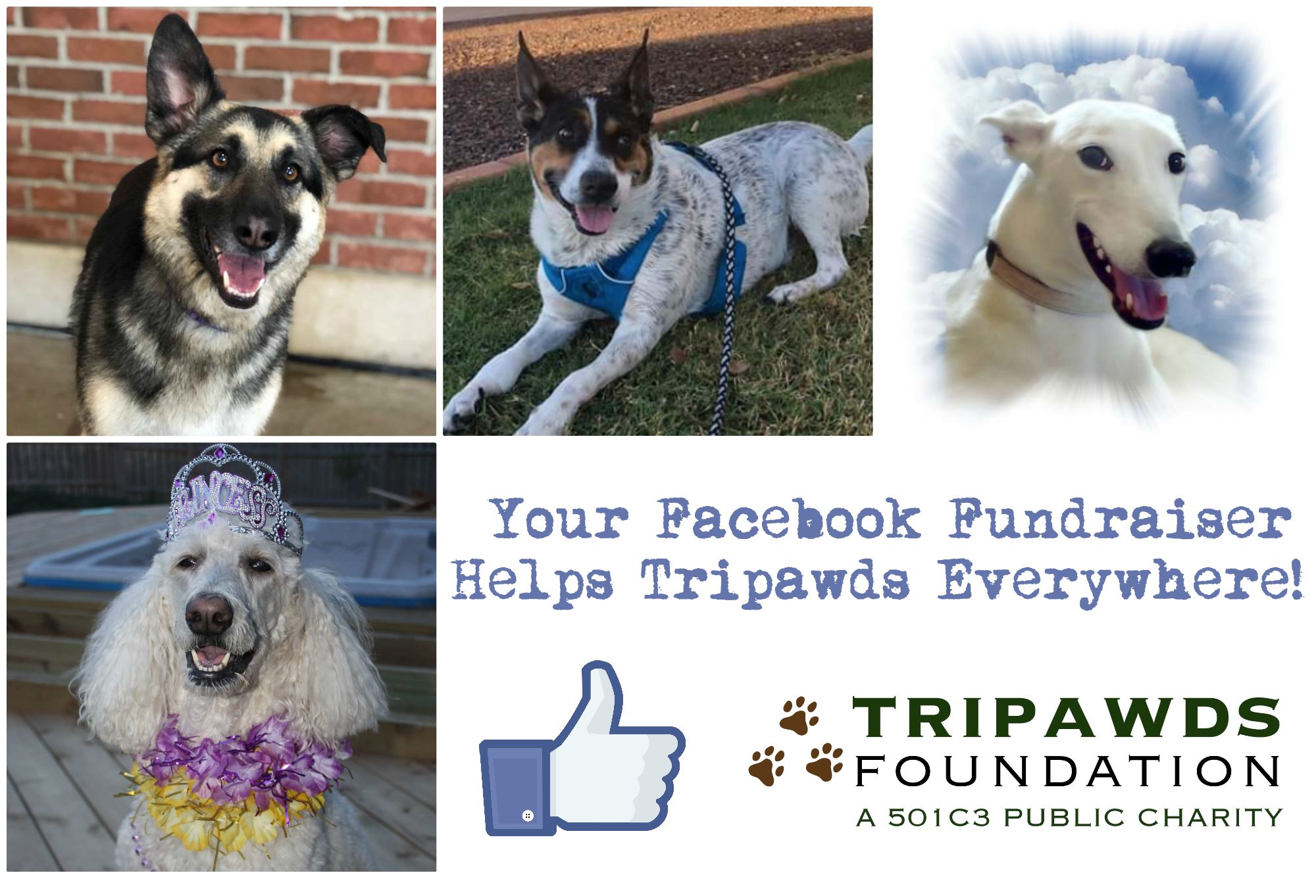 how to hold a Tripawds Facebook fundraiser