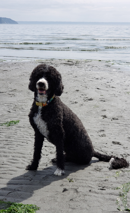 Whidbey, Tripawd Portuguese Water Dog