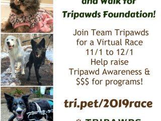 Tripawds 2019 virtual race