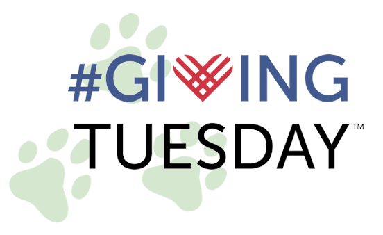 giving tuesday