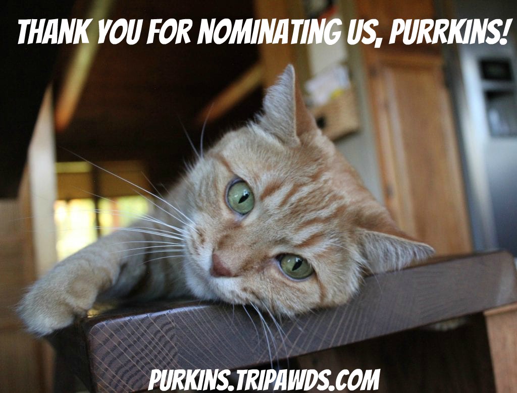 Purrkins Nominates Tripawds