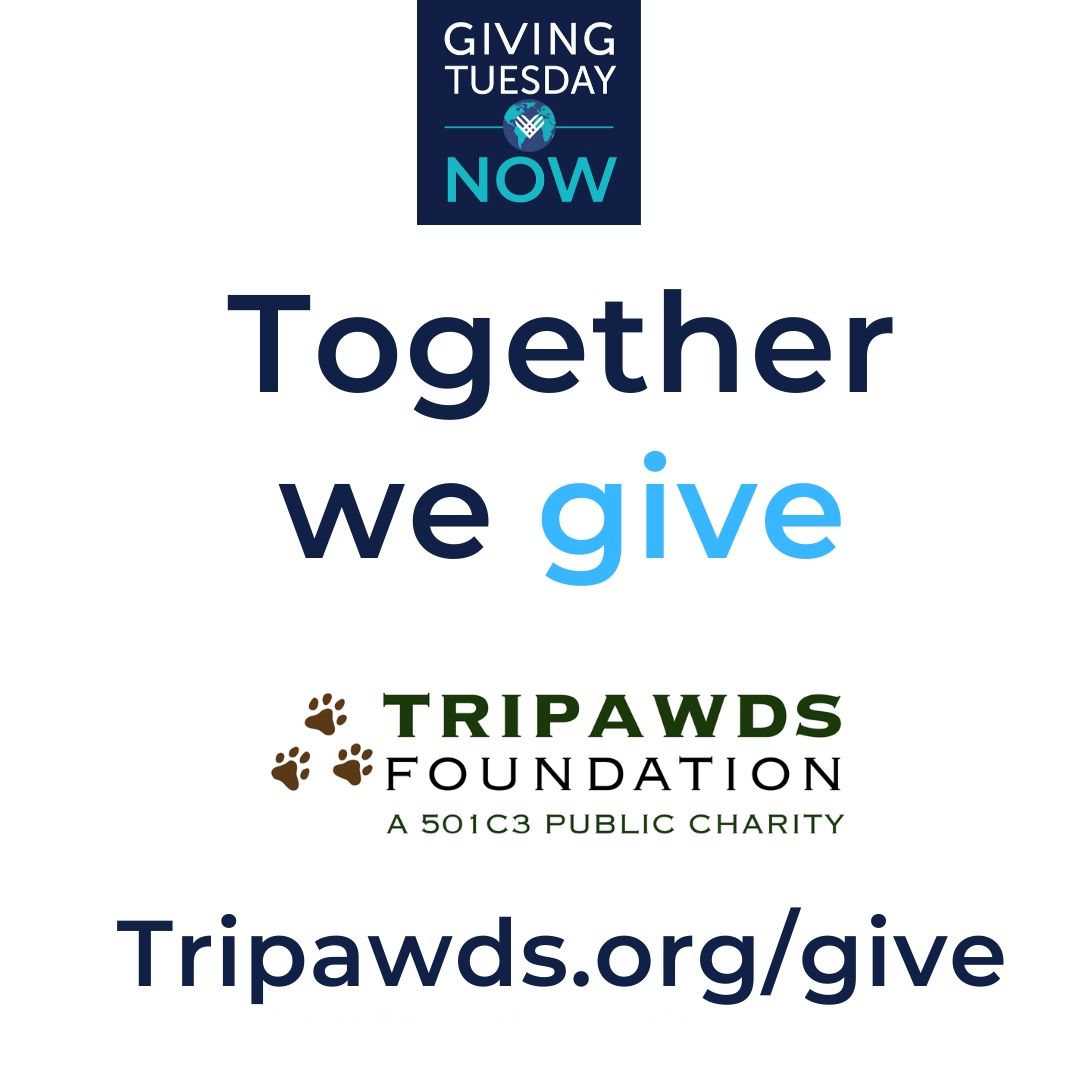 #GivingTuesdayNow