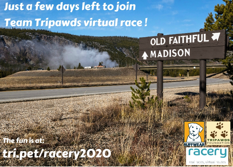 Tripawds Virtual Marathon 2020