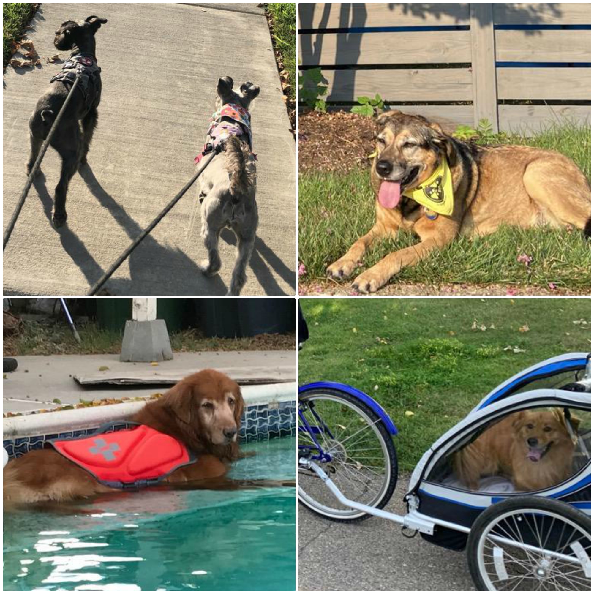 Team Tripawds 2020 Race