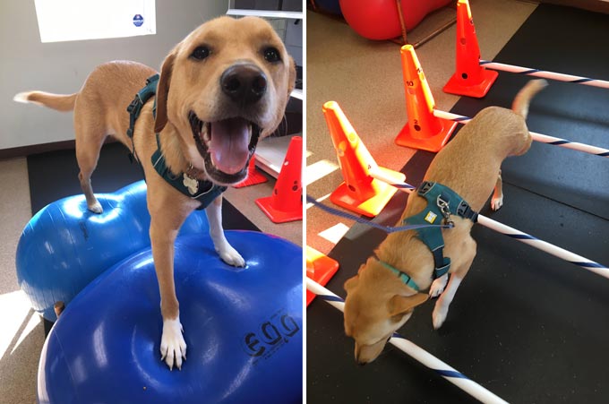 amputee pets exercise gear