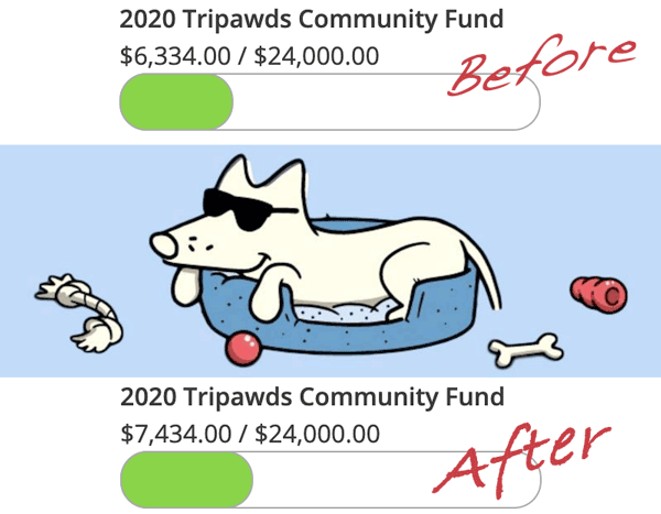 teddy the dog fundraising