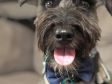 With Love for Tripawd Schnauzer Nelson