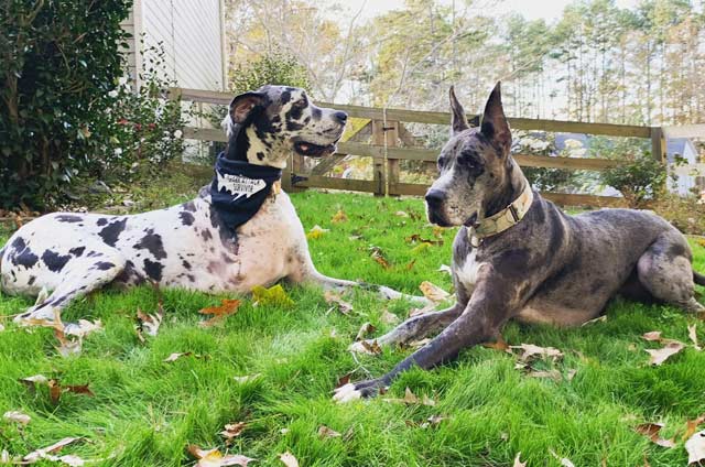 Three Legged Great Dane Odin