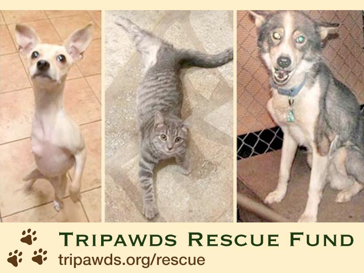 tripawds rescue fund
