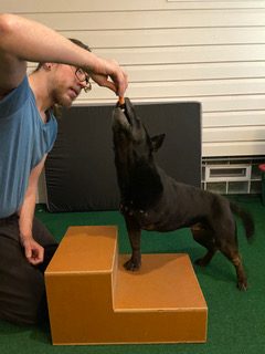 tripawd rehab exercises