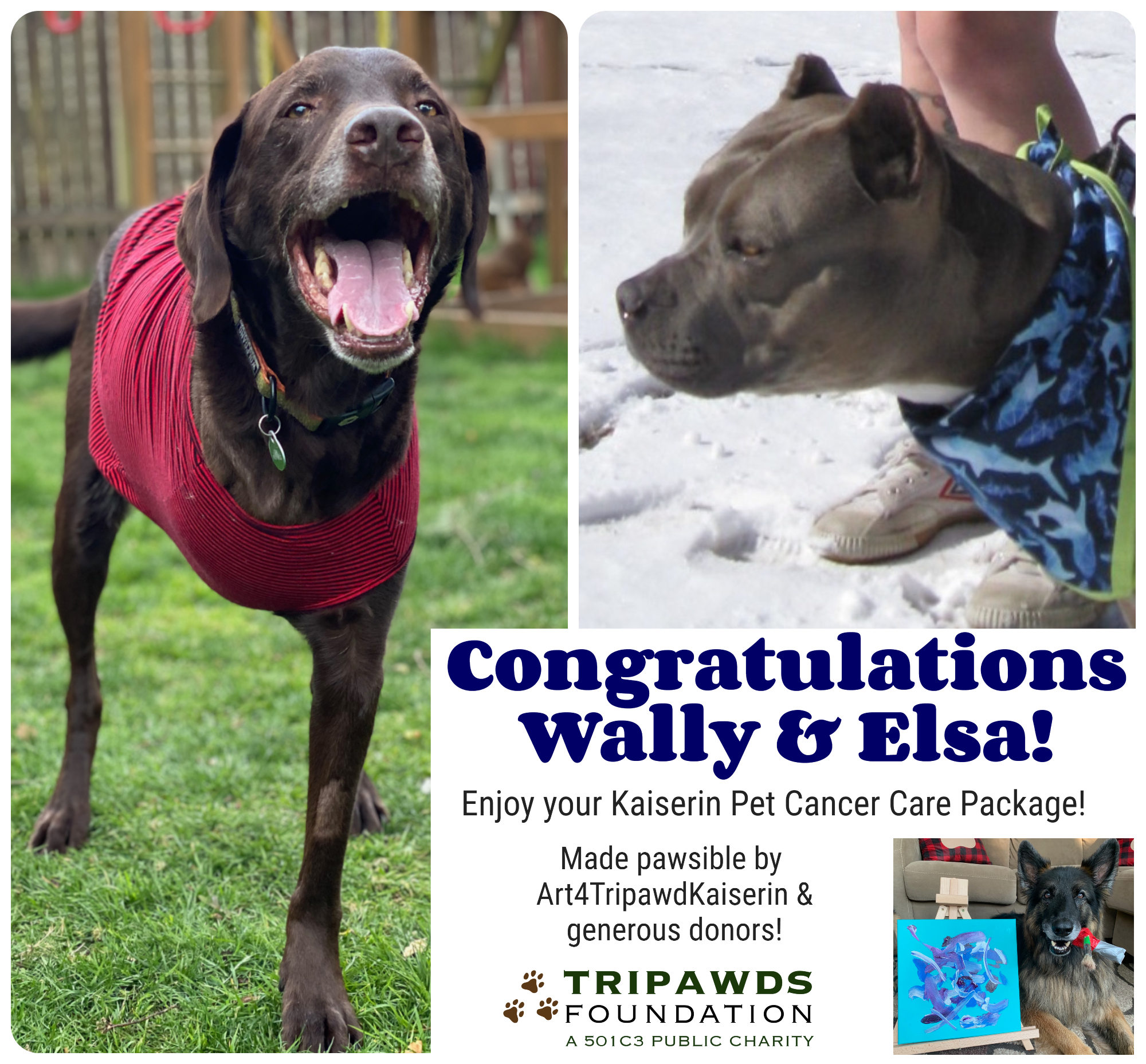 Kaiserin Care Package Is Best Gift for Dog with Cancer, or Cat!