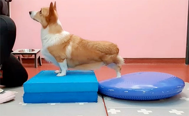 tripawd corgi genie