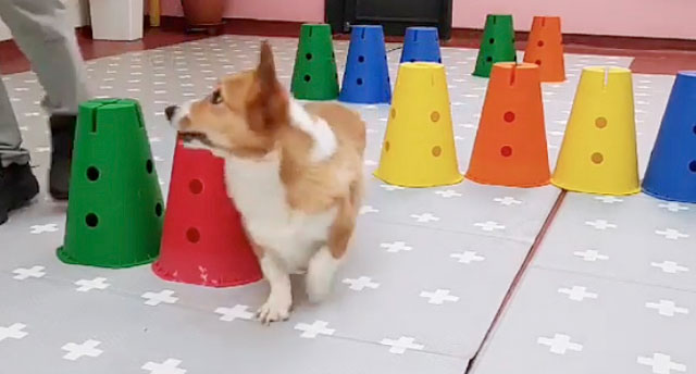 tripawd corgi genie