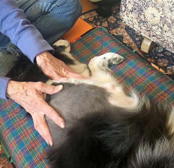 senior tripawd border collie