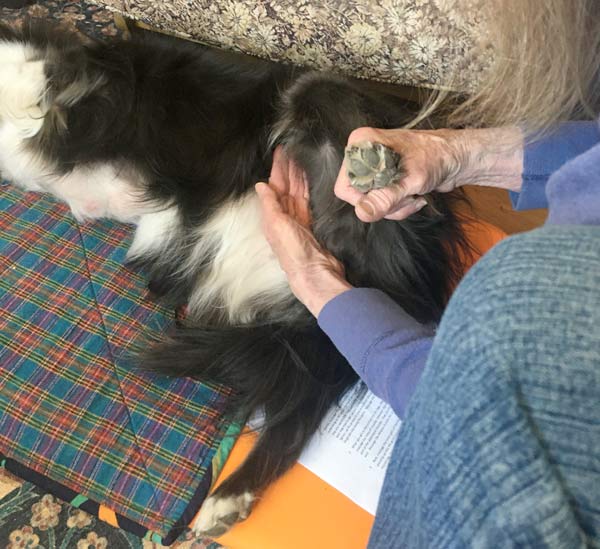 senior tripawd border collie