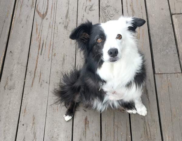 senior tripawd border collie